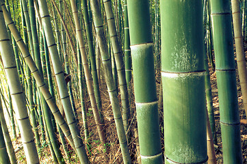 Image showing green bamboo forest