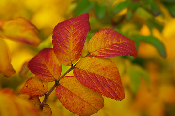 Image showing Aronia Melanocarpa