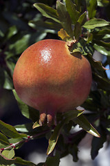 Image showing pomegranate fruit