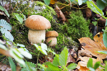 Image showing Mushrooms