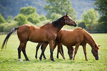 Image showing Horses