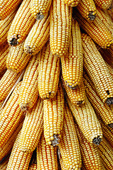 Image showing Pile of corn cobs