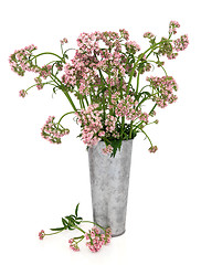 Image showing Valerian Herb Flowers