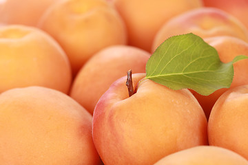 Image showing Apricots