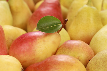 Image showing Ripe Pears