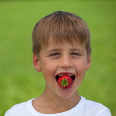 Image showing Little boy eating a strawberry