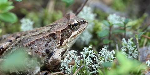 Image showing toad 