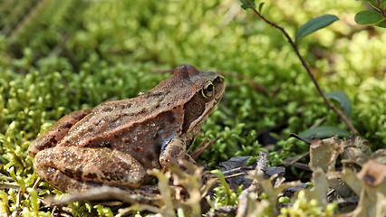 Image showing toad 