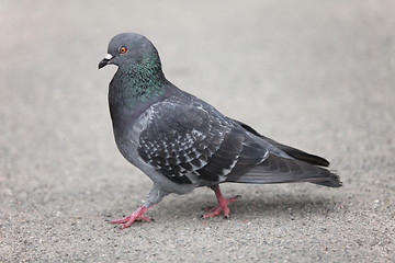 Image showing pigeon walking