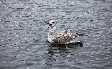 Image showing seagull