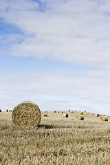 Image showing Hay bales