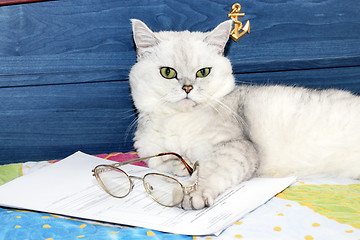 Image showing pedigreed cat