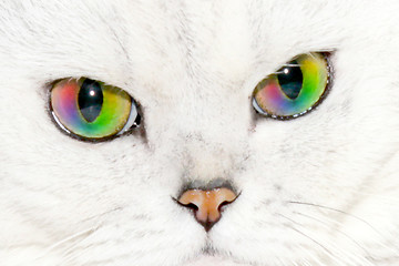 Image showing pedigreed cat