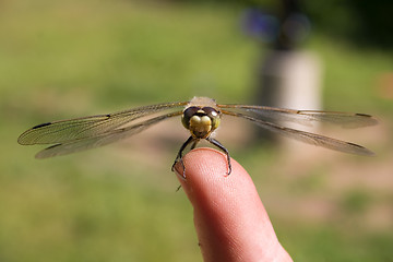 Image showing Dragonfly