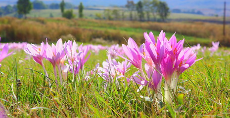 Image showing autumn crocus in the field