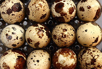 Image showing bunch of quail eggs