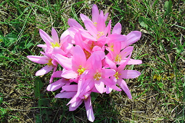 Image showing colchicum autumnale