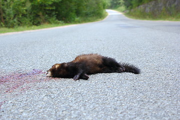 Image showing dead ferret on the road