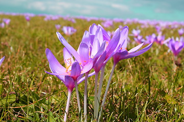 Image showing detail of autumn crocus