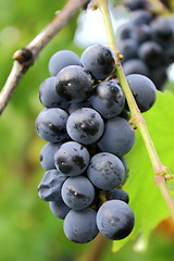 Image showing red grapes in the garden