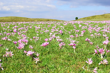 Image showing field of autumn crocus