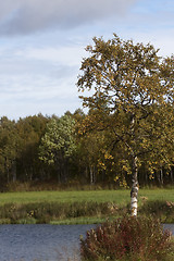 Image showing birch tree 