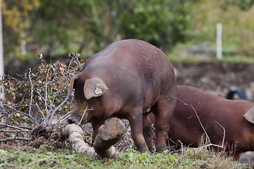 Image showing brown pig