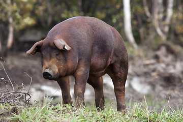 Image showing ginger pig