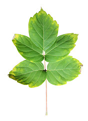 Image showing Close-up of  autumn leaf on white