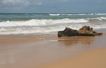 Image showing Beach driftwood