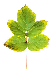 Image showing Close-up of  autumn leaf on white