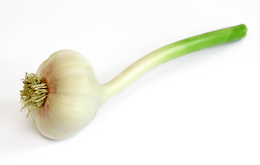 Image showing Garlic isolated on white background.