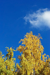 Image showing Autumn birch