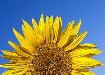 Image showing Fully blossomed sunflower