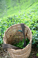 Image showing A tea-picker's basket