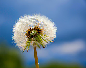 Image showing dandelion