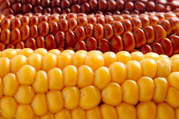 Image showing Corn