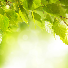 Image showing Fresh And Green Leaves