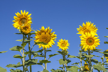 Image showing Fully blossomed sunflower