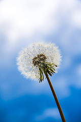 Image showing dandelion