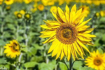 Image showing Fully blossomed sunflower