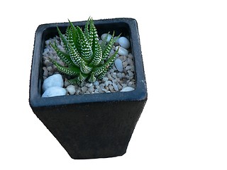 Image showing Cactus Isolated