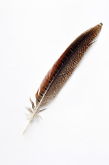 Image showing Feather