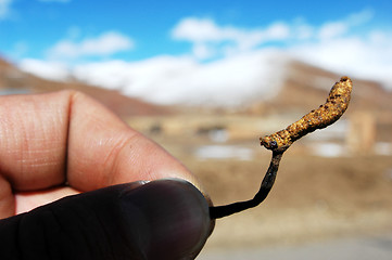 Image showing Chinese caterpillar fungus 