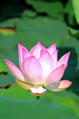 Image showing Pink lotus flower blooming in pond in the summer