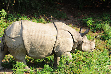 Image showing Rhino