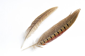 Image showing Feather