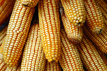 Image showing Pile of corn cobs