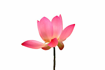 Image showing Lotus flower