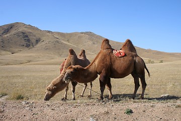 Image showing Camels in the steps of Mongolia